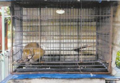 非法收购猕猴梅花鹿&nbsp;自贡餐饮老板获刑又罚款(图1)