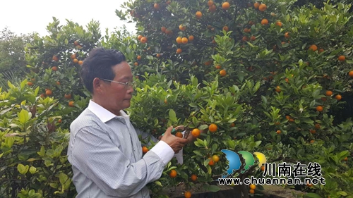 泸县太伏:生态种养“保底分红”助农致富(图1) 泸县太伏:生态种养“保底分红”助农致富(图1)
