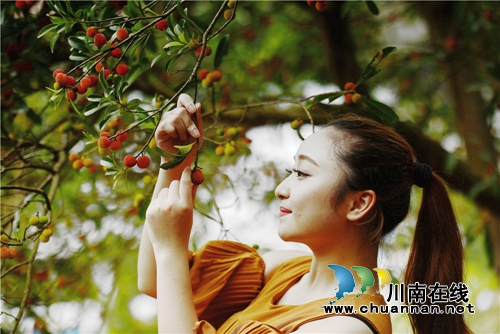 合江：又到一年杨梅晶莹剔透成熟时(图13)