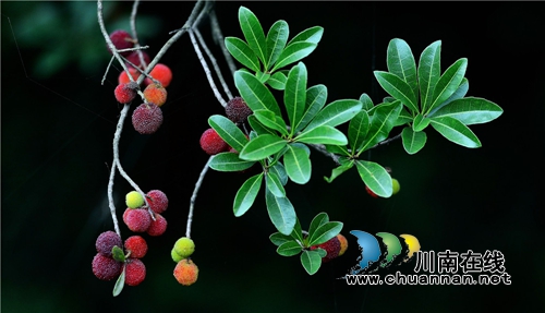 合江：又到一年杨梅晶莹剔透成熟时(图11)