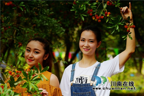 合江：又到一年杨梅晶莹剔透成熟时(图16)