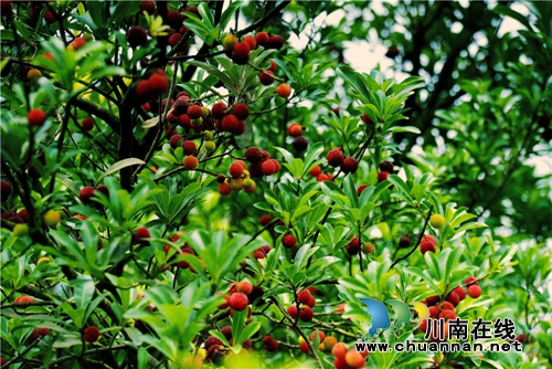 合江：又到一年杨梅晶莹剔透成熟时(图17)