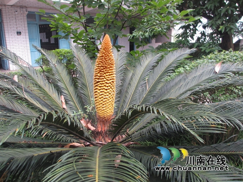 叙永校园现奇观：两株“老”铁树同时开花(图1)