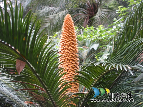 叙永校园现奇观：两株“老”铁树同时开花(图2)