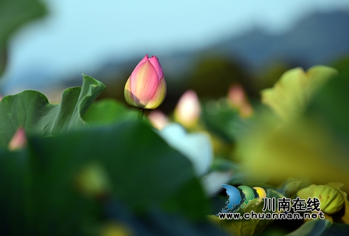 泸州泰安“山色家园•咀阳荷花”摄影大赛征稿了(图1) 泸州泰安“山色家园•咀阳荷花”摄影大赛征稿了(图1)