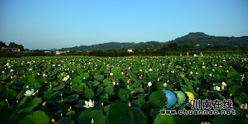 泸州泰安“山色家园•咀阳荷花”摄影大赛征稿了(图2) 泸州泰安“山色家园•咀阳荷花”摄影大赛征稿了(图2)