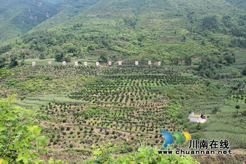 世行代表考察古蔺椒园乡甜橙基地扶贫发展项目(图5) 世行代表考察古蔺椒园乡甜橙基地扶贫发展项目(图5)
