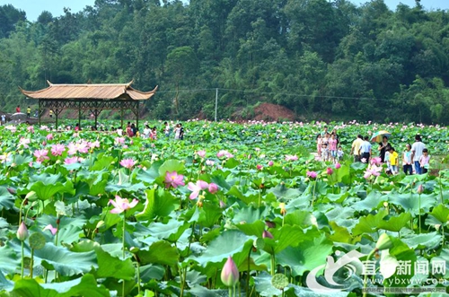 宜宾长宁桃坪乡启动第二届荷花观赏月(图4)