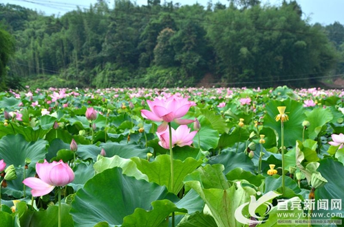 宜宾长宁桃坪乡启动第二届荷花观赏月(图3)