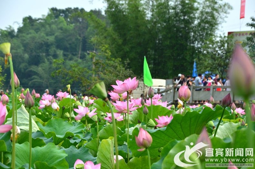 宜宾长宁桃坪乡启动第二届荷花观赏月(图7)