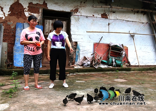 泸州一级语残女 做大林下鸡产业带动残疾人致富(图1) 泸州一级语残女 做大林下鸡产业带动残疾人致富(图1)