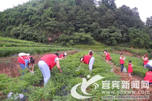 爱心传递&nbsp;宜宾农场主免费提供蔬菜让义工售卖(图1)