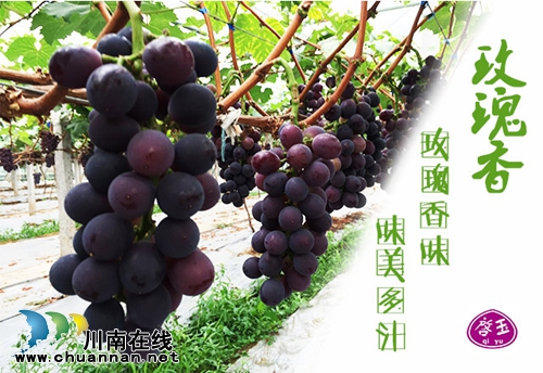 全球顶尖品种荟萃 纳溪启玉葡萄园7月9日开园(图5) 全球顶尖品种荟萃 纳溪启玉葡萄园7月9日开园(图5)