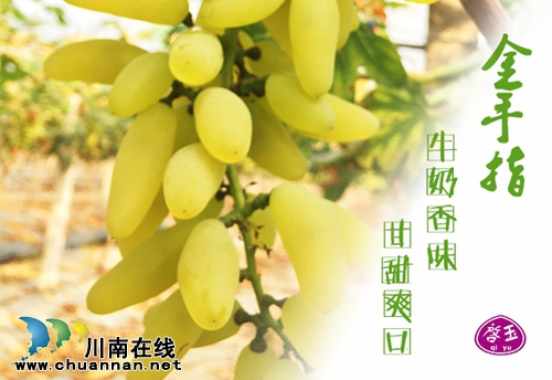 全球顶尖品种荟萃 纳溪启玉葡萄园7月9日开园(图6) 全球顶尖品种荟萃 纳溪启玉葡萄园7月9日开园(图6)