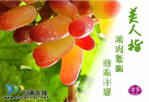 全球顶尖品种荟萃 纳溪启玉葡萄园7月9日开园(图1) 全球顶尖品种荟萃 纳溪启玉葡萄园7月9日开园(图1)