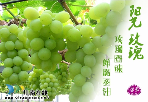全球顶尖品种荟萃 纳溪启玉葡萄园7月9日开园(图8) 全球顶尖品种荟萃 纳溪启玉葡萄园7月9日开园(图8)