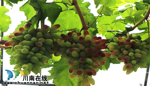 全球顶尖品种荟萃 纳溪启玉葡萄园7月9日开园(图9) 全球顶尖品种荟萃 纳溪启玉葡萄园7月9日开园(图9)