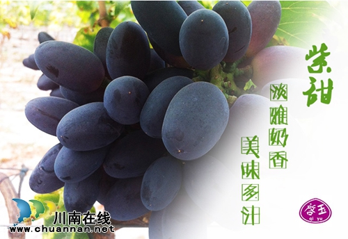 全球顶尖品种荟萃 纳溪启玉葡萄园7月9日开园(图7) 全球顶尖品种荟萃 纳溪启玉葡萄园7月9日开园(图7)