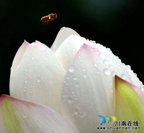 泸州:全市最大的荷园在这里!你知道吗?(图20) 泸州:全市最大的荷园在这里!你知道吗?(图20)