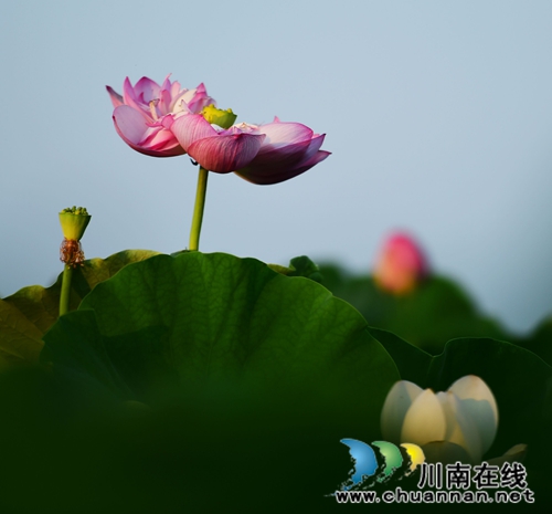 泸州:全市最大的荷园在这里!你知道吗?(图23) 泸州:全市最大的荷园在这里!你知道吗?(图23)
