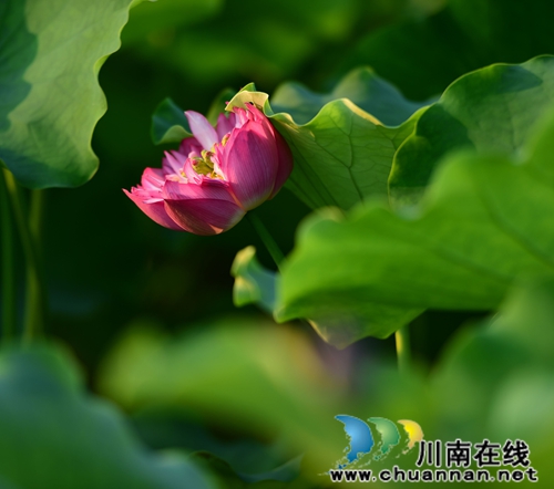 泸州:全市最大的荷园在这里!你知道吗?(图26) 泸州:全市最大的荷园在这里!你知道吗?(图26)