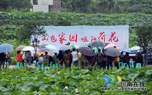 泸州:全市最大的荷园在这里!你知道吗?(图3) 泸州:全市最大的荷园在这里!你知道吗?(图3)