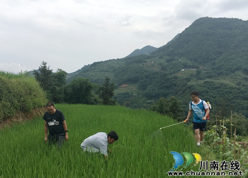 泸州：叙永县旺龙村第一书记服务一线农业生产(图1)