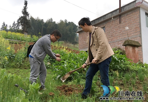 泸州：叙永县旺龙村第一书记服务一线农业生产(图3)