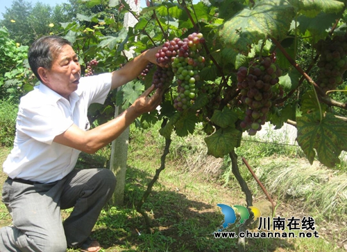 泸州方山葡萄7月2日上市 免费让你吃个够!(图1) 泸州方山葡萄7月2日上市 免费让你吃个够!(图1)