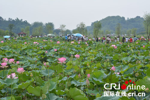 宜宾江安:千亩荷花竞相开 万人齐寻"荷仙子"(图2) 宜宾江安:千亩荷花竞相开 万人齐寻"荷仙子"(图2)