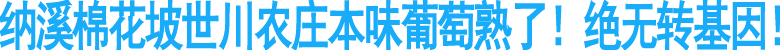 纳溪棉花坡世川农庄本味葡萄熟了&nbsp;绝无转基因