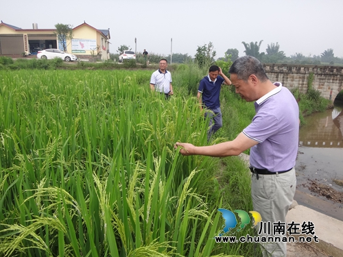 泸县农林局督查杂交水稻制种生产(图1) 泸县农林局督查杂交水稻制种生产(图1)