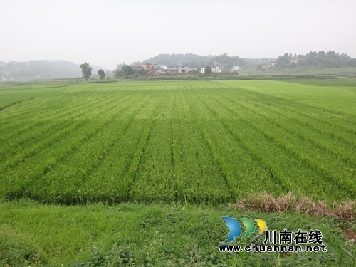 泸县农林局督查杂交水稻制种生产(图2) 泸县农林局督查杂交水稻制种生产(图2)