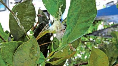 泸州：白虫盘踞行道树&nbsp;风一吹到处“咬”人(图1)