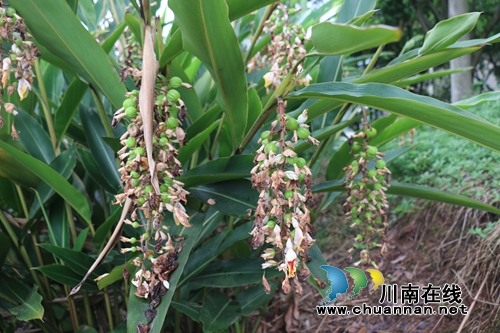 泸县潮河：砂仁挂果&nbsp;农户有了致富新算盘(图2)