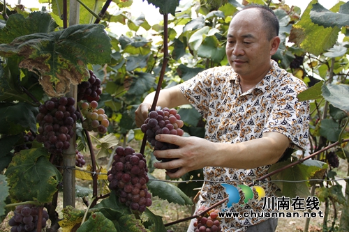纳溪世川葡萄:早中晚搭配 错时上市卖得欢(图1) 纳溪世川葡萄:早中晚搭配 错时上市卖得欢(图1)