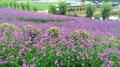 自贡富顺添新景:金竹村坐火车赏“太空荷花”(图1) 自贡富顺添新景:金竹村坐火车赏“太空荷花”(图1)