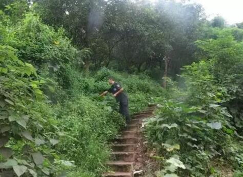 合江：大蛇躲进居民花园“歇凉”&nbsp;吓坏主人(图1)