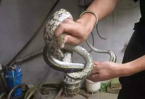 合江：大蛇躲进居民花园“歇凉”&nbsp;吓坏主人(图2)