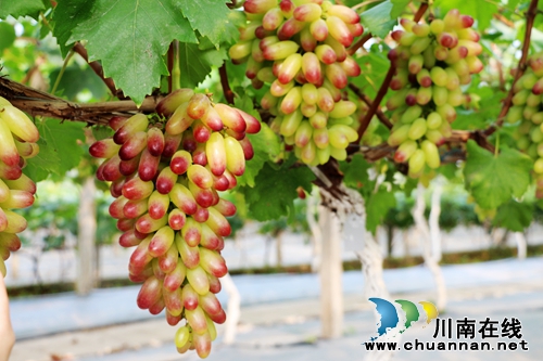 纳溪第二届启玉葡萄采摘节隆重开幕(图1) 纳溪第二届启玉葡萄采摘节隆重开幕(图1)