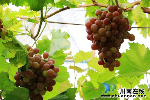 纳溪第二届启玉葡萄采摘节隆重开幕(图5) 纳溪第二届启玉葡萄采摘节隆重开幕(图5)