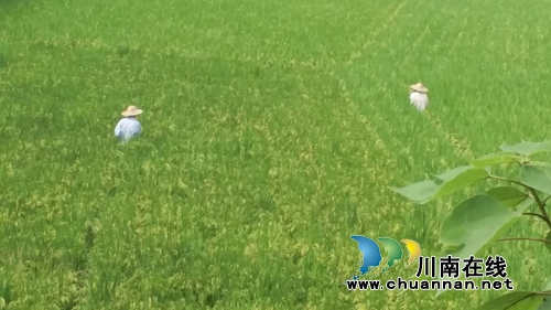 泸县云龙：稻田撒下“营养餐”再生稻丰收(图1)