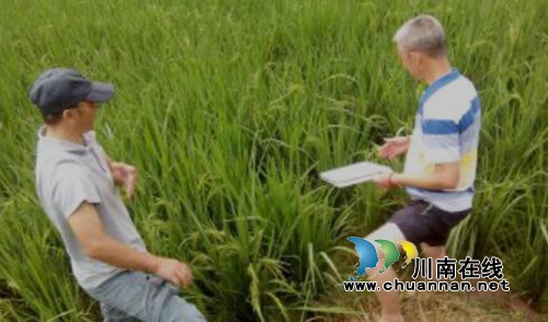 宜宾长兴镇：农技专家“把脉”水稻病虫害防治(图1)