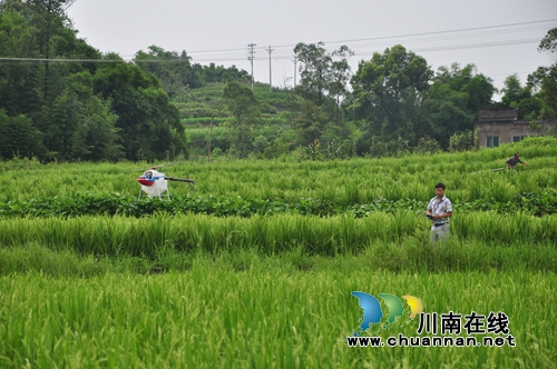 川南首例!泸县水稻制种无人机“赶花”成功(图3) 川南首例!泸县水稻制种无人机“赶花”成功(图3)