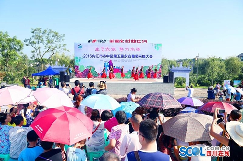 内江永安葡萄节开幕&nbsp;2000余亩葡萄等你来采摘(图1)