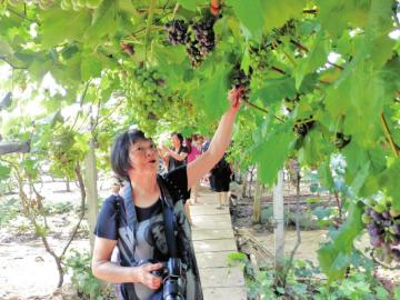 周末耍川南三市&nbsp;自贡自流井迎乡村旅游热(图1)