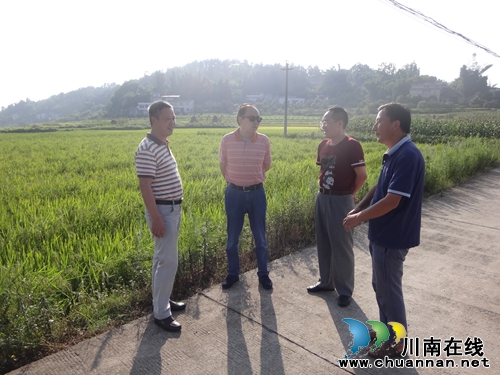 四川省农业厅种子站领导督查泸县水稻制种生产基地(图1) 四川省农业厅种子站领导督查泸县水稻制种生产基地(图1)
