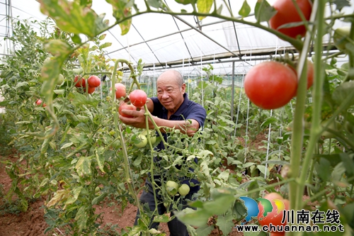 四川泸州:金龙镇生态农庄助农增收(图2) 四川泸州:金龙镇生态农庄助农增收(图2)