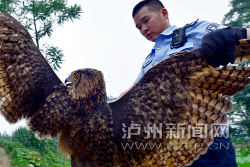 泸州一大鸟深夜飞进村民家 翅膀一张罩住22只鸡(图1) 这是一只成年雌性猫头鹰,翅膀展开长度达1米以上 (苏忠国 摄)