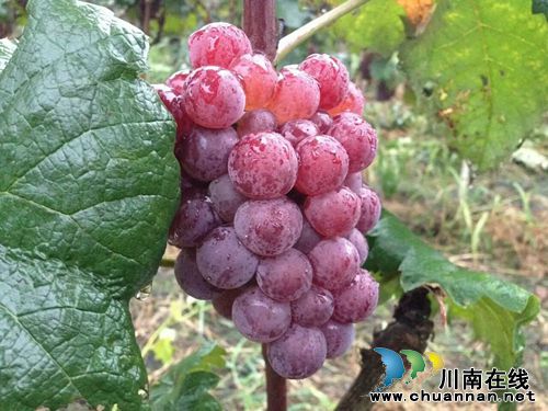 纳溪世川农庄自酿纯葡萄酒,绿色无任何添加剂!(图4) 纳溪世川农庄自酿纯葡萄酒,绿色无任何添加剂!(图4)